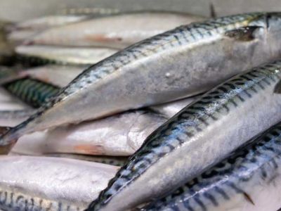 distributori di pesce azzurro in toscana